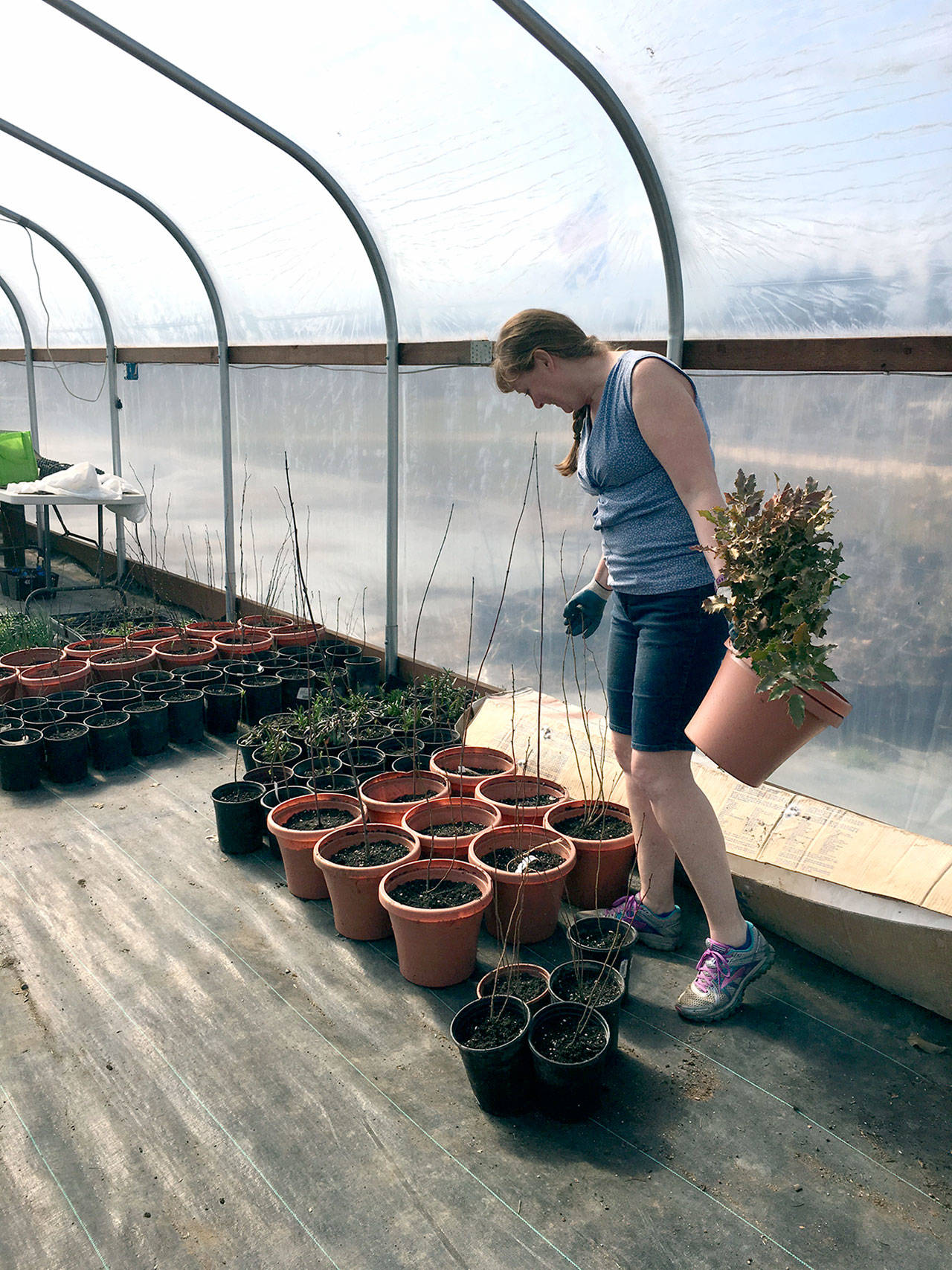 Brenda Lasorsa readies plants for the annual plant sale of the Master Gardeners of Clallam County, which is set for Saturday at the Master Gardener Demonstration Gardens at 2711 Woodcock Road in Sequim. (Karen Teig)