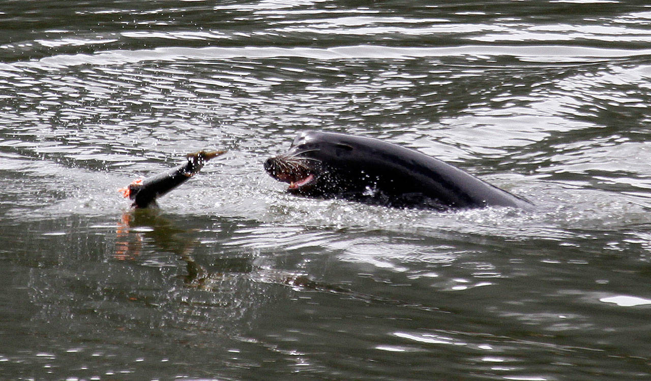 A sea lion tosses a partially eaten salmon in the Columbia River near Bonneville Dam in 2010. (The Associated Press)