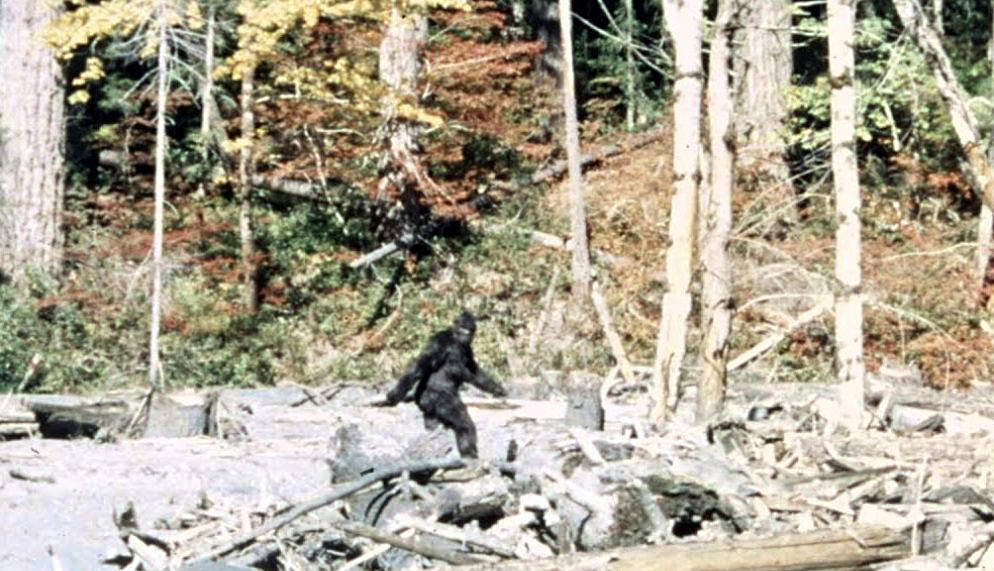 This is frame 352 of the 1967 Patterson-Gimlin film, which allegedly depicts a Sasquatch walking in Northern California.