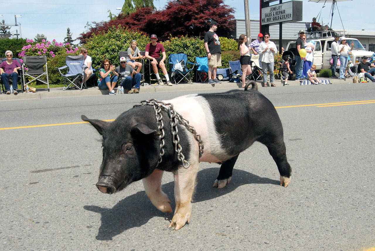 A pig named 8-ball marches down Washington Street in Sequim during Saturday’s Irrigation Festival Grand Parade. The porcine parade entry, which rapidly became a crowd favorite, was part of an entry for Pampered Pork show pigs and homegrown pork. (Keith Thorpe/Peninsula Daily News)