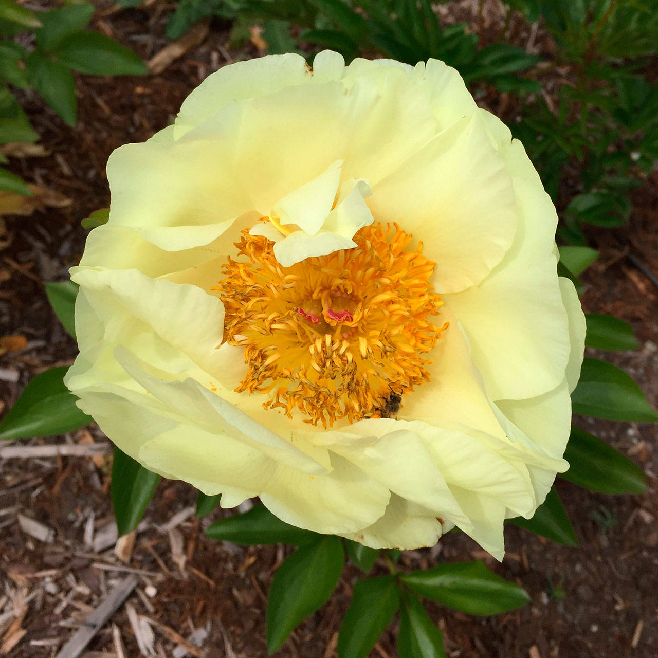 A butter yellow peony, shown here, is one type of flowers participants can expect to see at the Sequim Botanical Garden Society “Work to Learn” Party on Saturday. (Renne Emiko Brock)