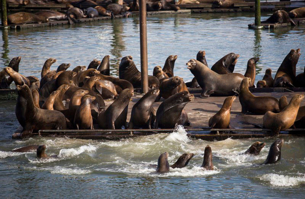 Seals and California sea lions gather on the docks of the East End Mooring Basin in Astoria, Ore., in June 2015. (Joshua Bessex/Daily Astorian via AP)
