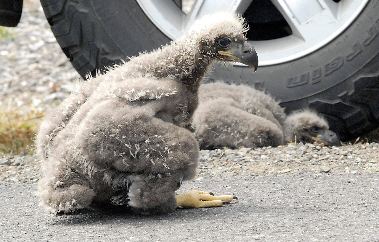 Baby eagles replaced in nest and watched over by neighbors | Peninsula  Daily News