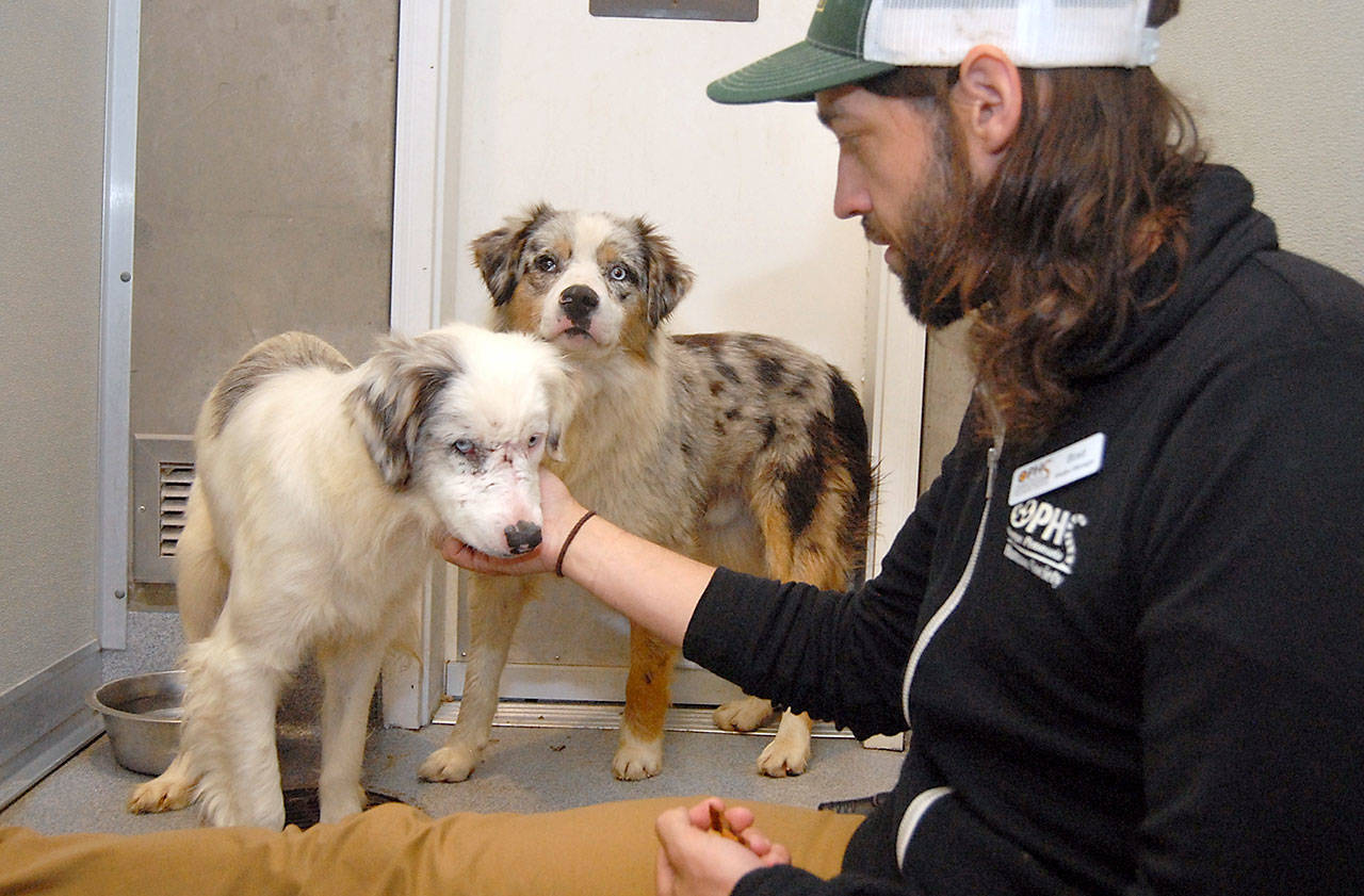 Olympic Peninsula Humane Society shelter manager Brad Evans gives attention Saturday to a pair of Australian shepherds that were rescued from a Gunn Road property after the property owner died two weeks ago. (Keith Thorpe/Peninsula Daily News)