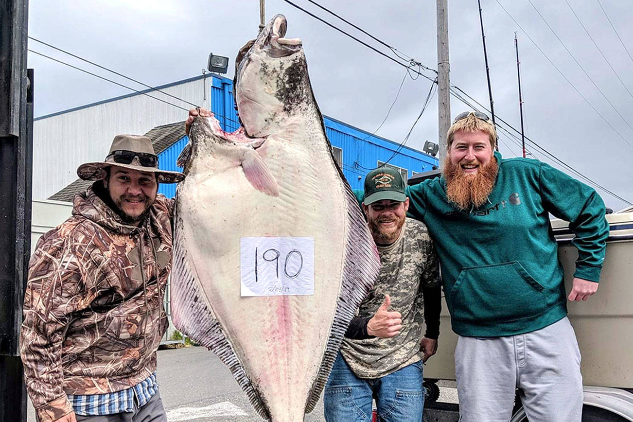 OUTDOORS: Port Angeles trio haul in huge halibut