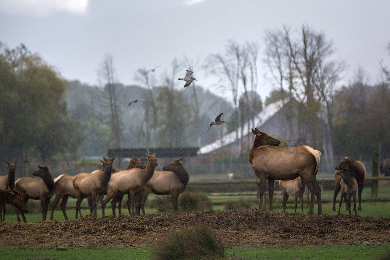 Elk stand in a field at the Olympic Game Farm. The Game Farm is not accredited to possess Roosevelt Elk. (Jesse MajorPeninsula Daily News)