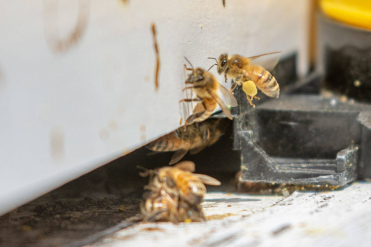 Honey bees go in and out of a hive at the Clallam Bay Corrections Center. Inmates at the prison care for the bees and can earn certificates in beekeeping. (Jesse Major/Peninsula Daily News)