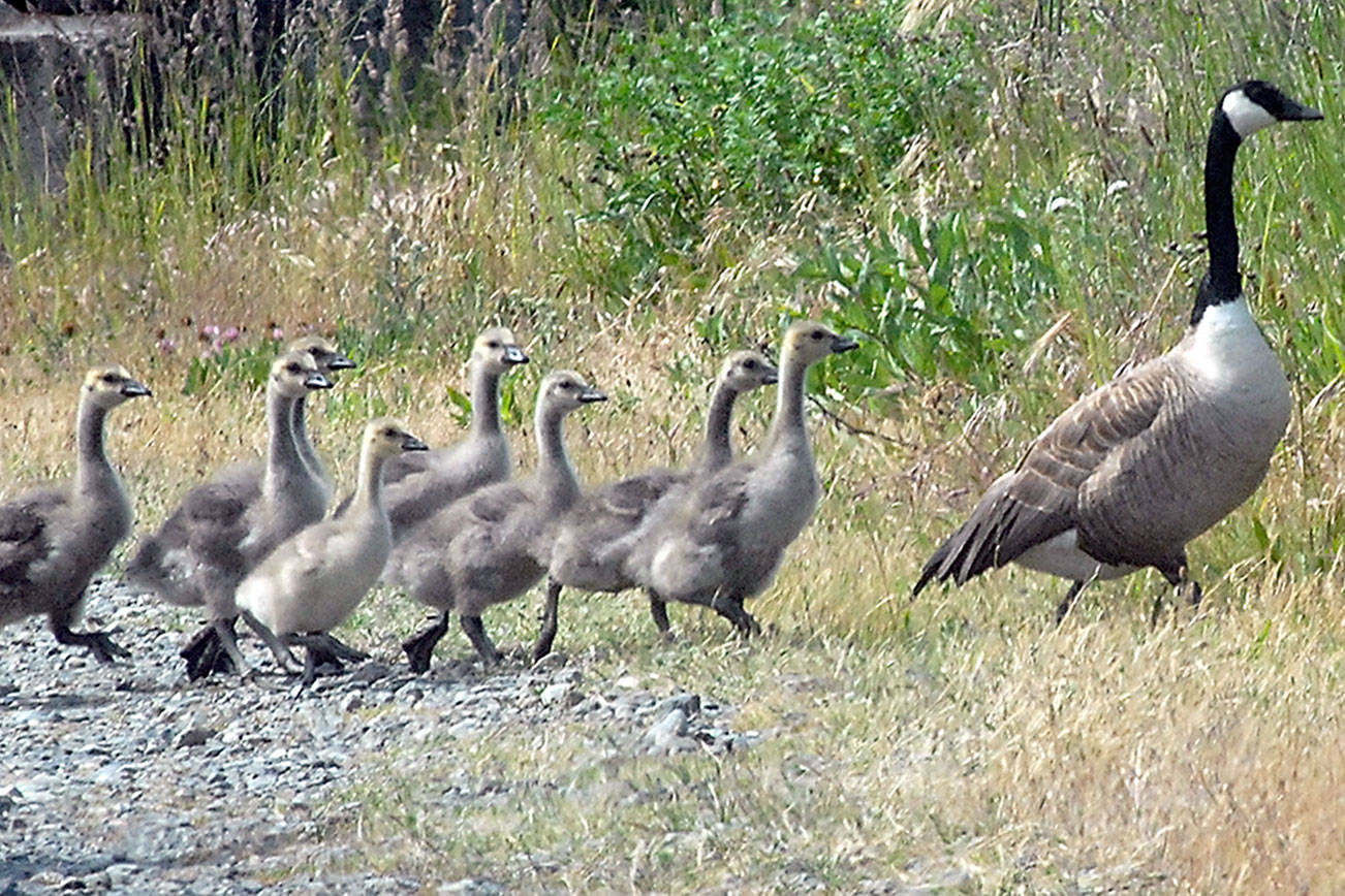 Mother goose on the move