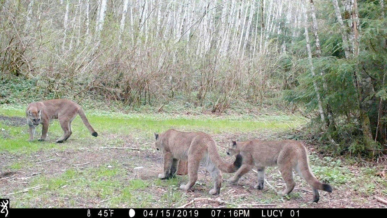 Cougars are seen on a property outside of Quilcene on April 15. (Photo provided by Jefferson County Sheriff’s Office)