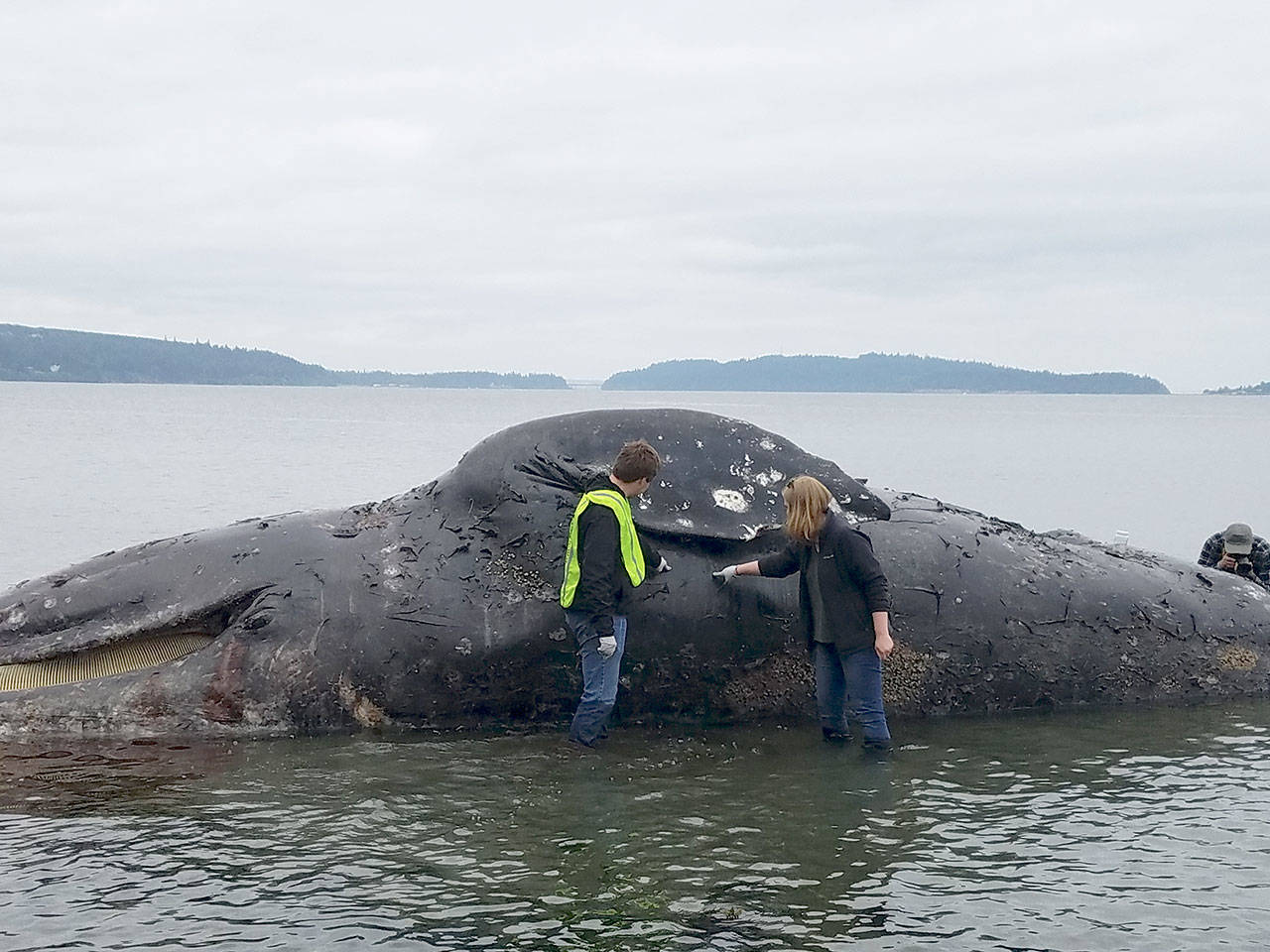 AmeriCorps members Michael Siddel and Ellie Kravets examine the gray whale that washed ashore at Port Ludlow. (Port Townsend Marine Science Center)