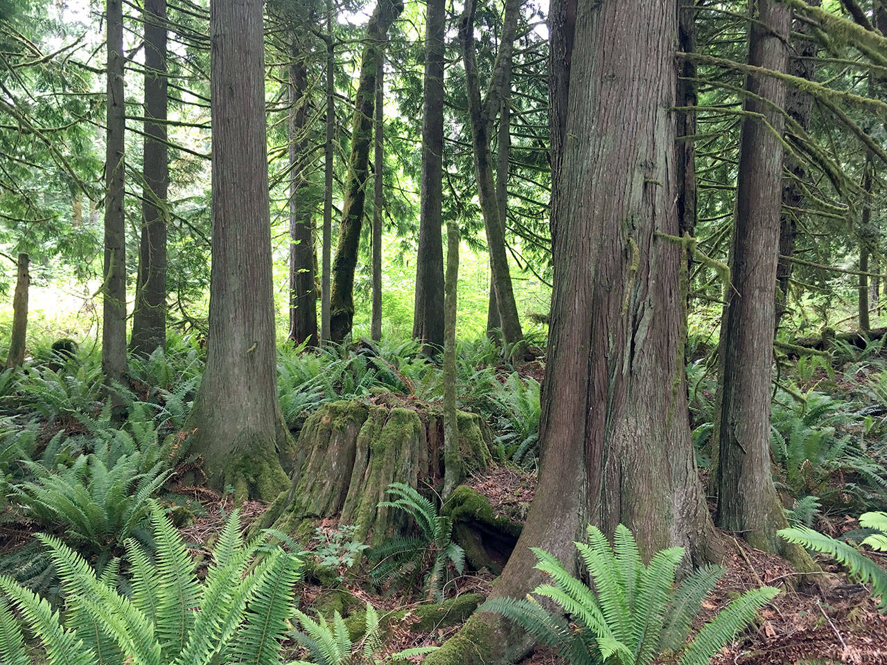 The Northwest Watershed Institute is raising money to conserve a native older forest in the Tarboo Creeks watershed. (Northwest Watershed Institute)