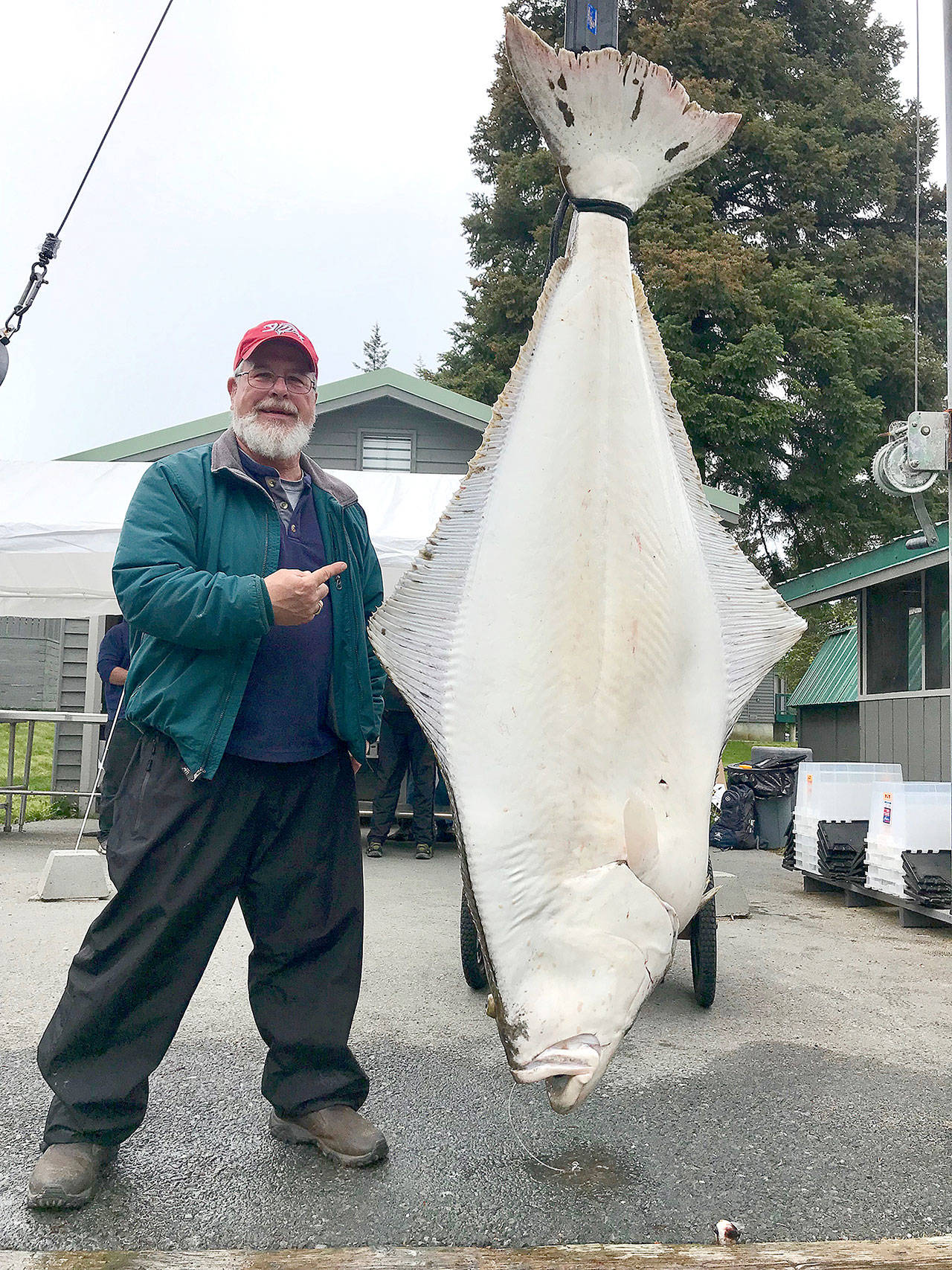 Jen Leahy/Seward Chamber of Commerce Port Angeles’ David Goldstein weighed in this 251.6-pound halibut during the month-long 2019 Seward (Alaska) Halibut Tournament earlier this month.