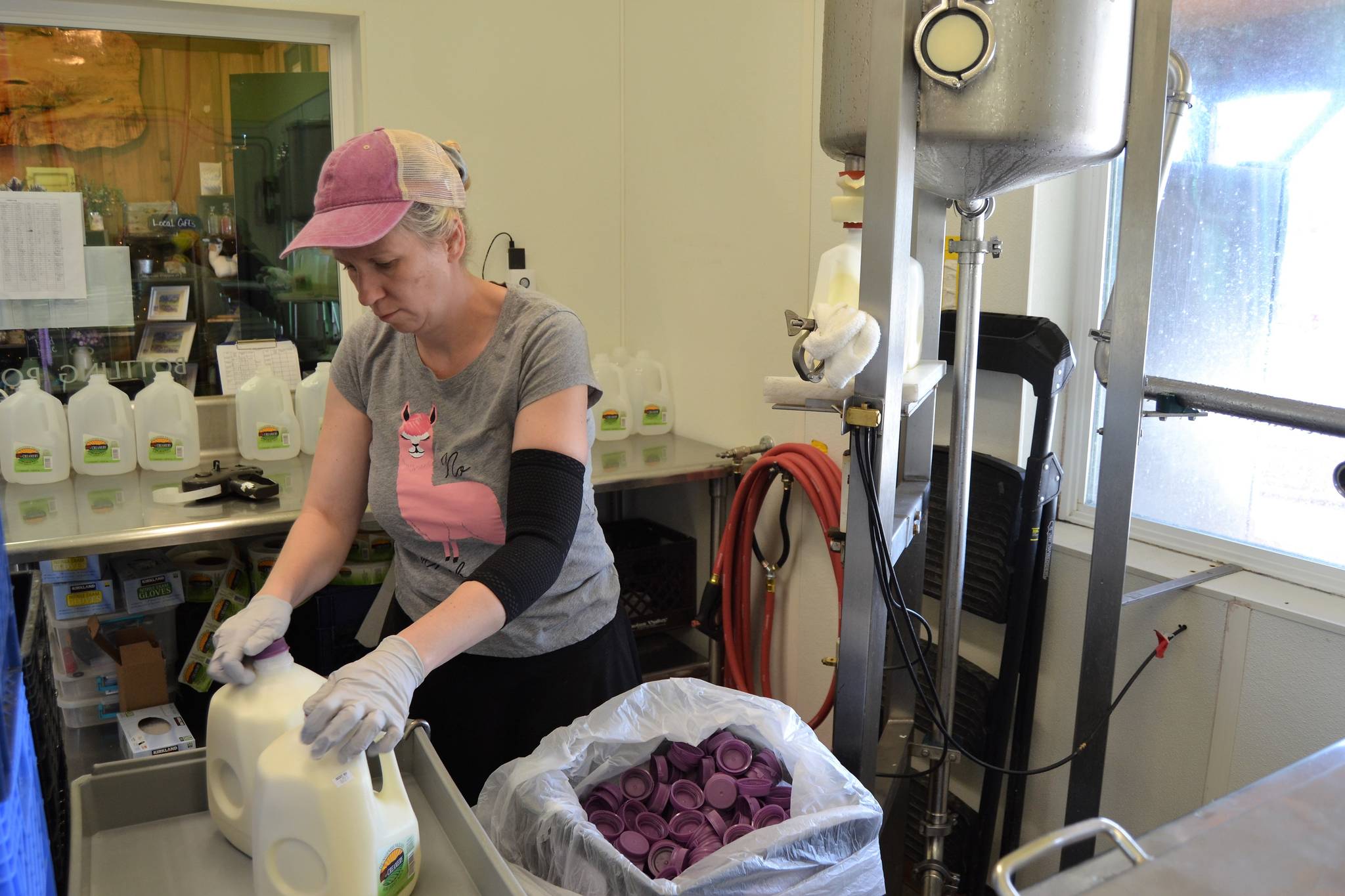 Rachel Moon with the Dungeness Valley Creamery bottles raw milk Monday. (Matthew Nash/Olympic Peninsula News Group)