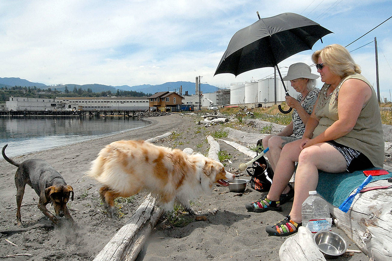 PHOTO: Dogs and their people rest on the shore