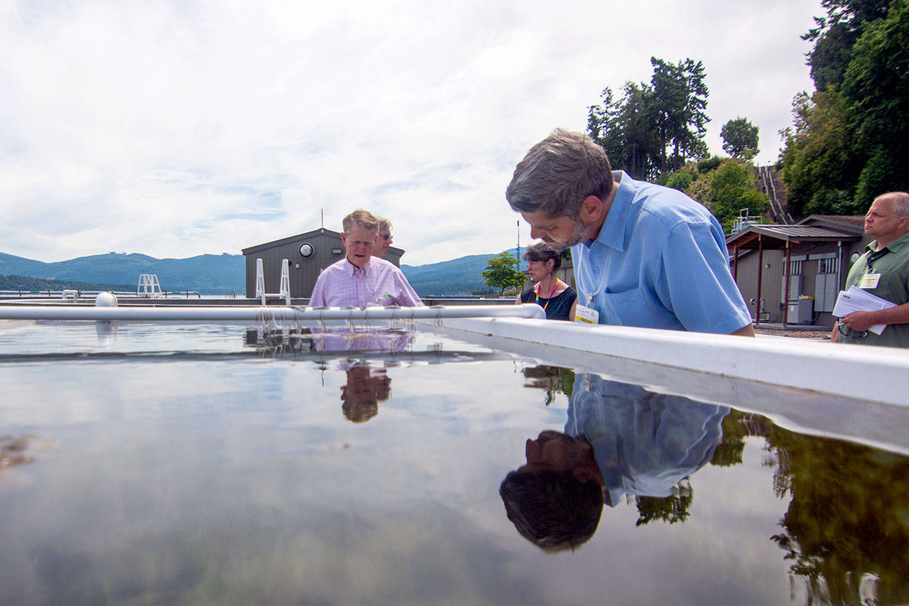 Clallam County Commissioner Mark Ozias inspects eelgrass growing at the Pacific Northwest National Laboratory’s Marine Sciences Laboratory in Sequim. (Jesse Major/Peninsula Daily News)