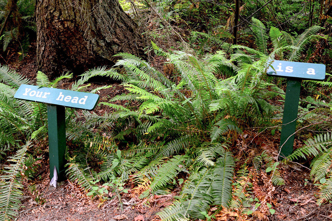 “Your head is a living forest full of songbirds,” a line from E.E. Cummings’ poetry, is found in the Webster’s Woods park in Port Angeles. The woods will be the setting for the new Solstice Art Festival on today and Saturday. (Diane Urbani de la Paz)