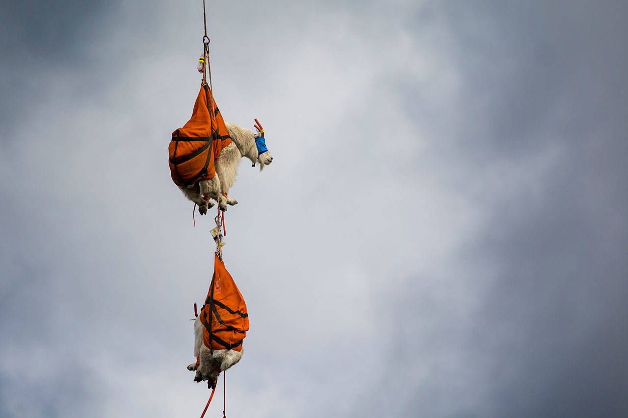 Two blind-folded mountain goats dangle from a helicopter in Olympic National Park as they await processing in 2018. (Jesse Major/Peninsula Daily News)