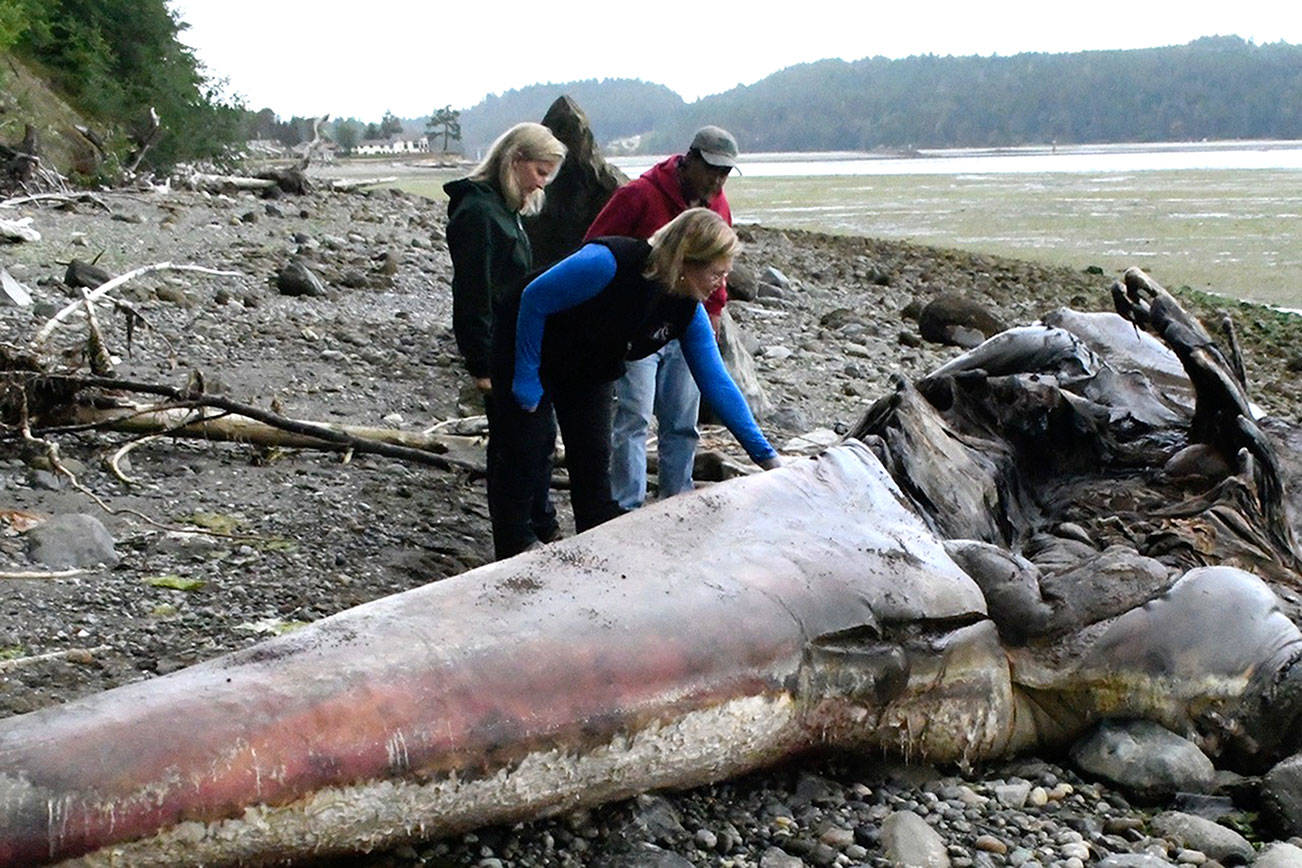 Port Hadlock couple study dead gray whale on their beach