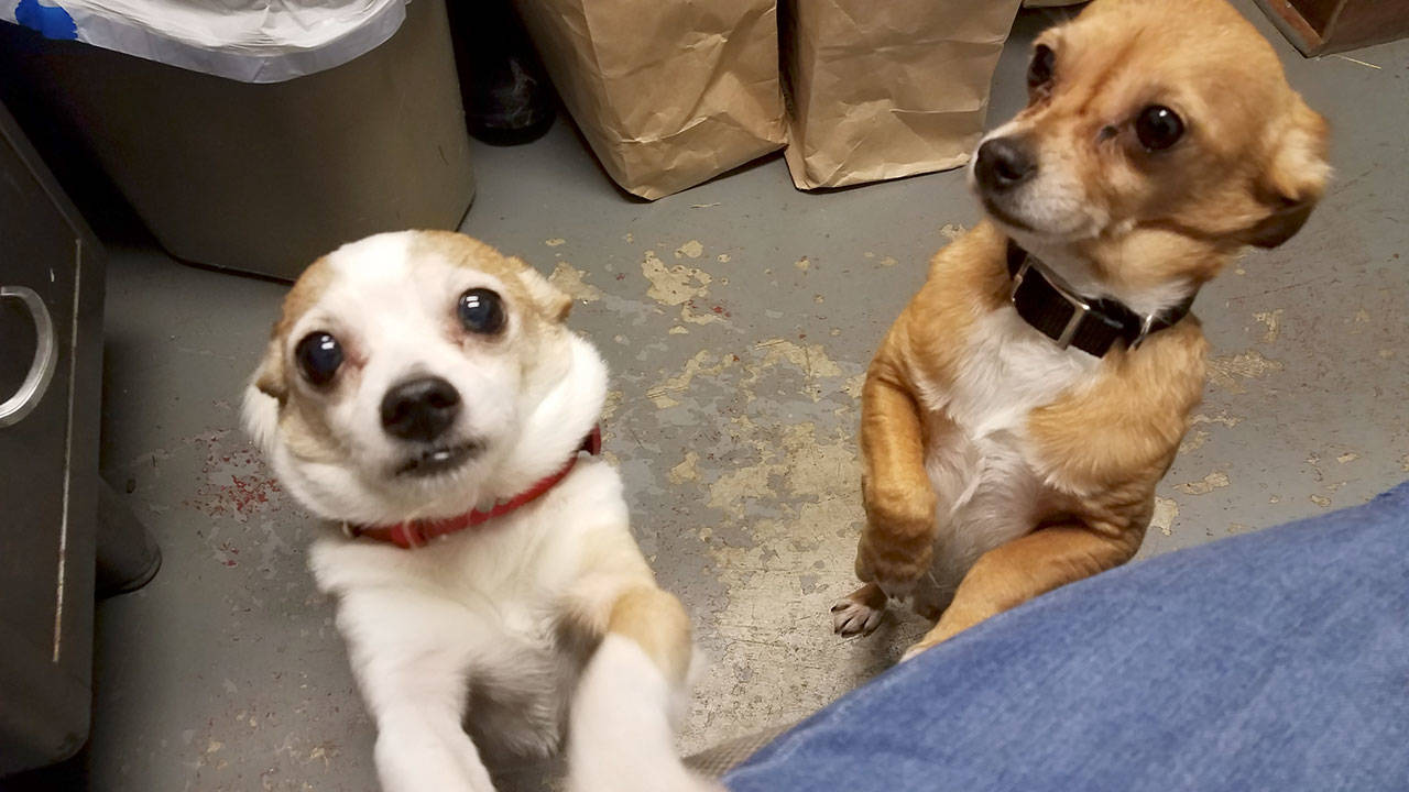 Ollie and Rocky are dogs who came to Friends of Forks Animals when their owner died. (Pam Winney)