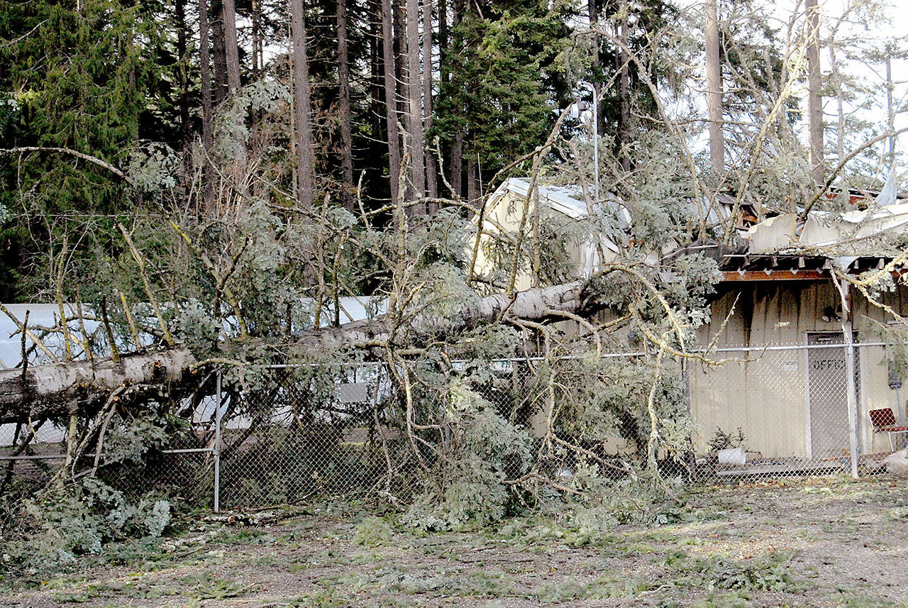 A fallen tree lies across a Port Angeles Parks and Recreation Department maintenance building at the northeast corner of Lincoln Park last December. (Keith Thorpe/Peninsula Daily News)