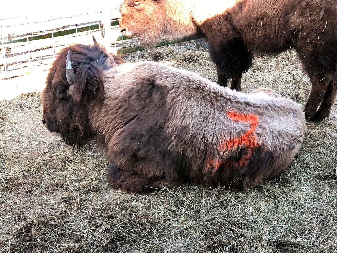 A bison that was rescued from a Chimacum-area property. (Center Valley Animal Rescue)