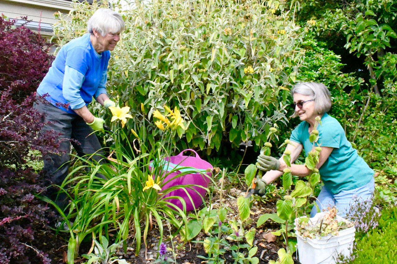 PHOTO: ‘Bookworms’ on the job in library garden in Port Townsend