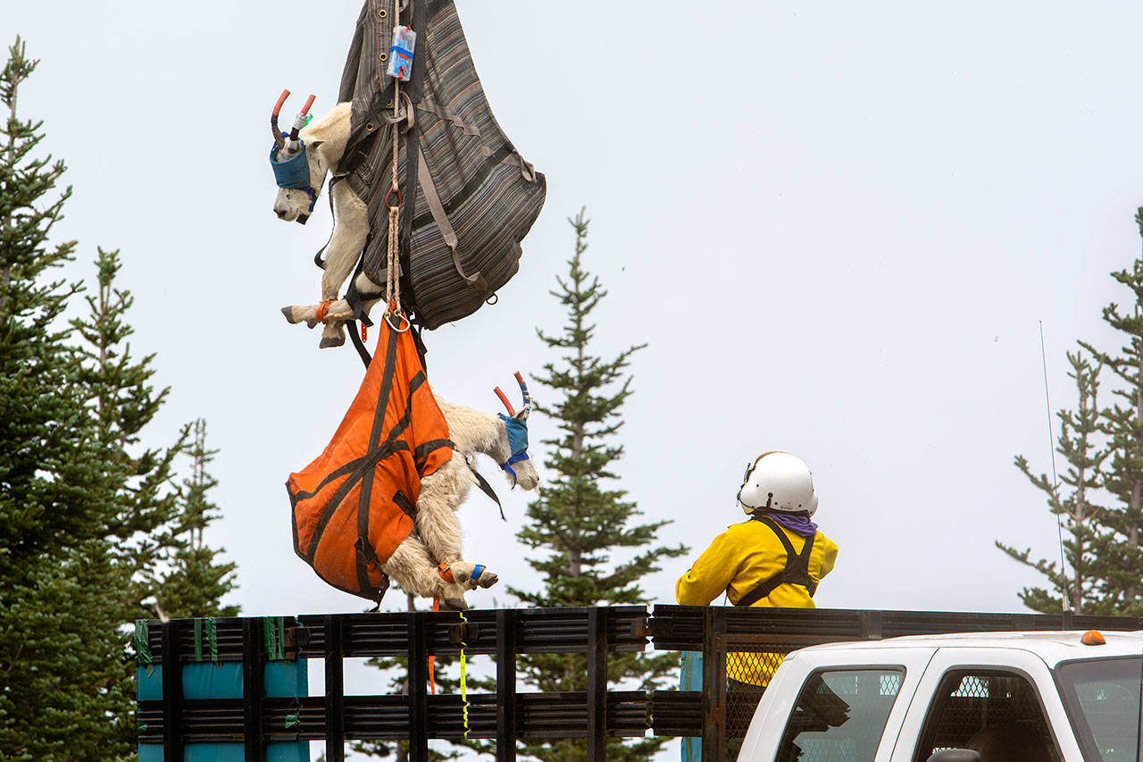Mountain goats are lowered into the back of a truck in Olympic National Park on Tuesday. (Jesse Major/Peninsula Daily News)