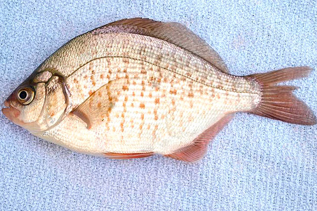 OUTDOORS: Surfperch anglers sought for survey