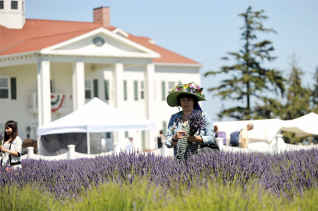 Ruslana Chernetska of Mountlake Terrace cuts lavender at Washington Lavender Farm near the George Washington Inn in 2017. (Matthew Nash/Olympic Peninsula News Group)