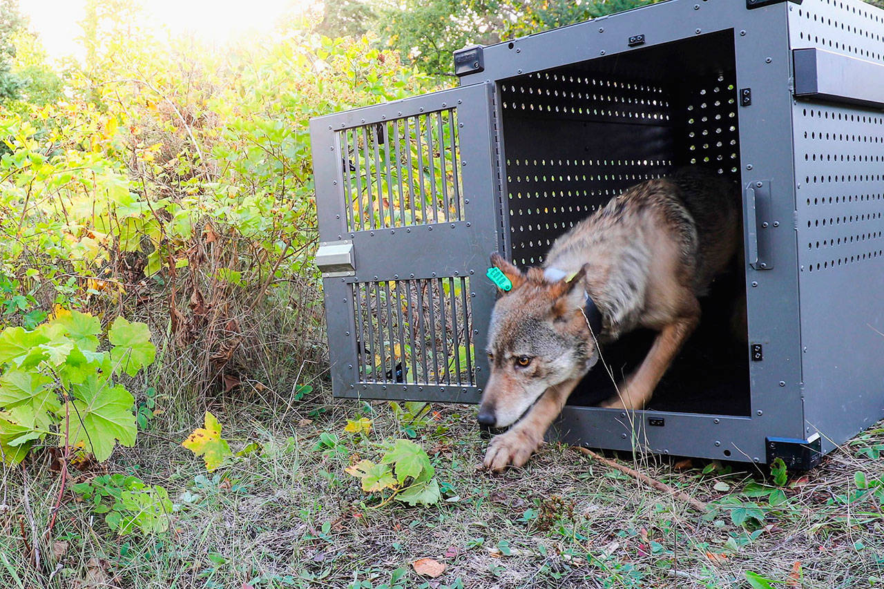 In this Sept. 26, 2018, photo, provided by the National Park Service, a 4-year-old female gray wolf emerges from her cage as it released at Isle Royale National Park in Michigan.