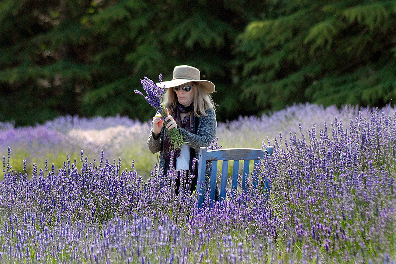 PHOTO GALLERY: Sequim Lavender Weekend events on tap today