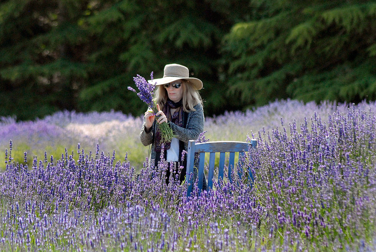 Lou Tappe of Sequim ties up a bundle of lavender Friday at Lavender Connection. (Keith Thorpe/Peninsula Daily News)