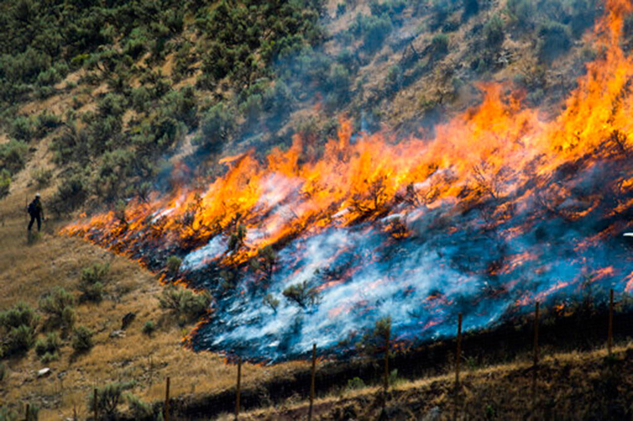 In this July 30, 2018, file photo, firefighters control the Tollgate Canyon fire as it burns near Wanship, Utah. (Rick Egan/The Salt Lake Tribune via AP, File)
