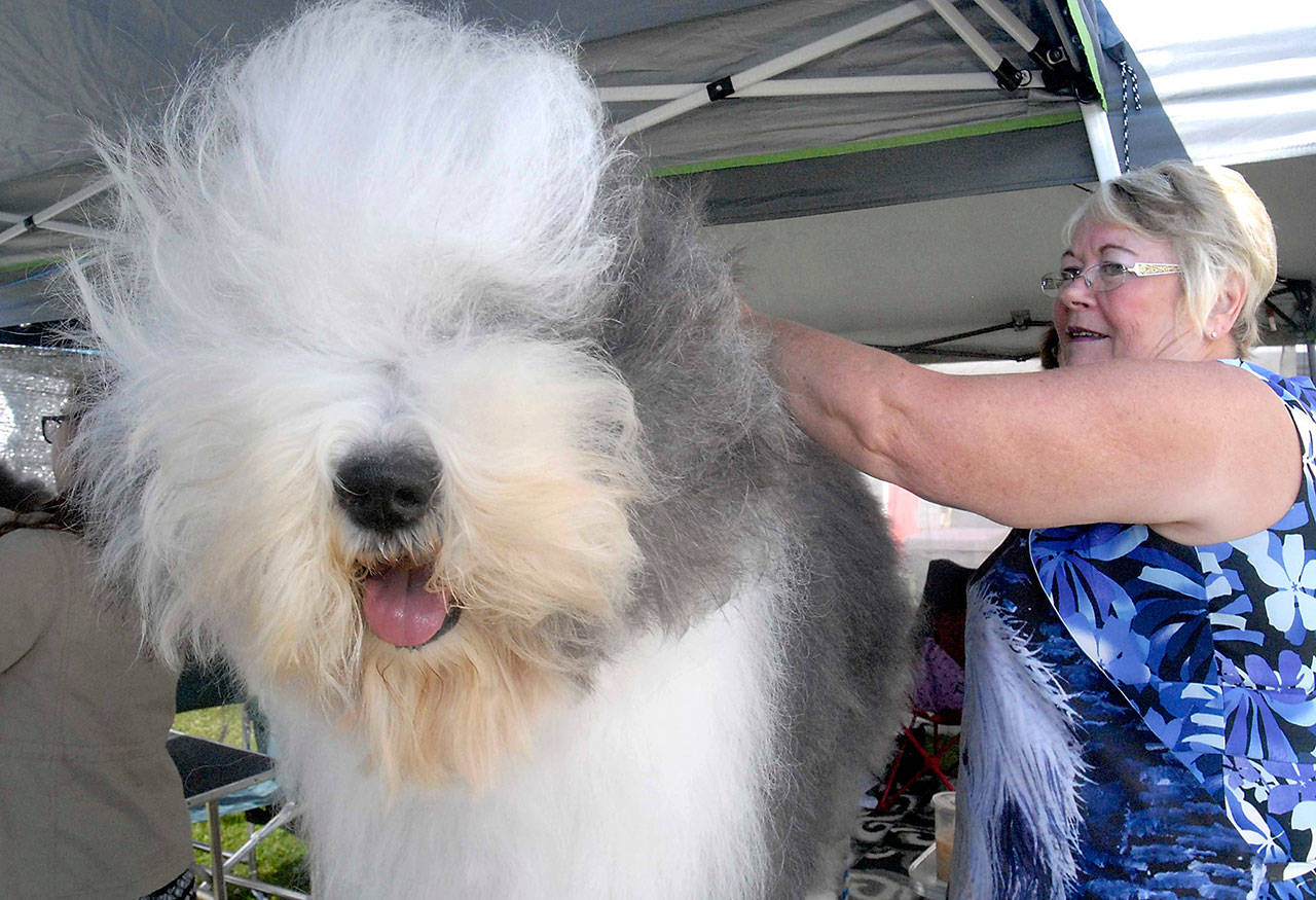 Suzi Sacha of Henderson, Nev., grooms Knightlands Blowin’ in the Wind “Dylan,” an old English sheep dog, prior to judging at the Hurricane Ridge Kennel Club’s all-breed show in 2018. (Keith Thorpe/Peninsula Daily News)