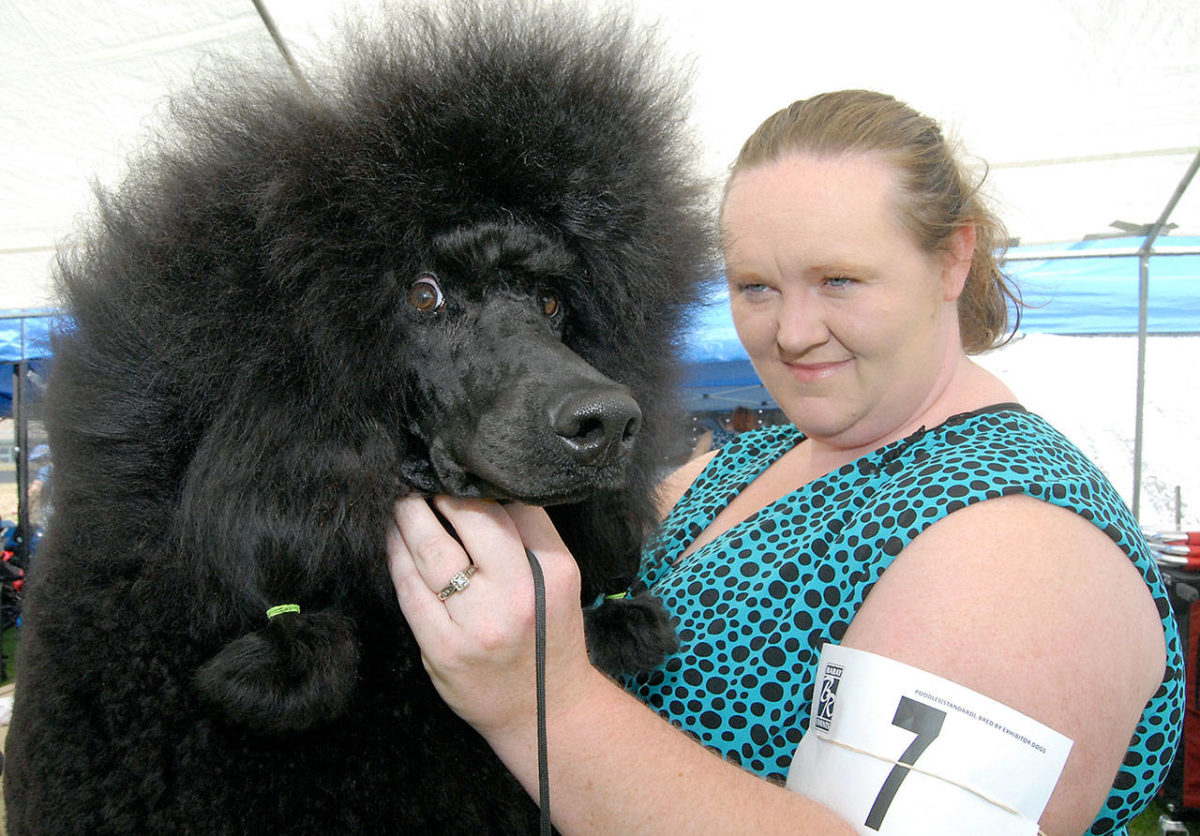 PHOTO GALLERY 23rd annual Hurricane Ridge Kennel Club dog show