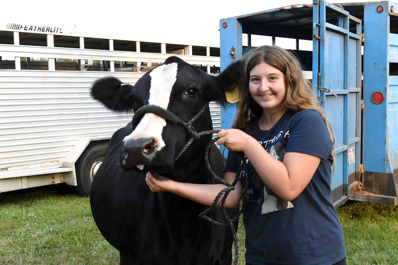 Jill Adolphsen of Sequim showed her cow, Dream, at the Jefferson County Fair last year. Animals will be shown by 4-H members and others during this year’s fair, which begins Friday. (Peninsula Daily News)