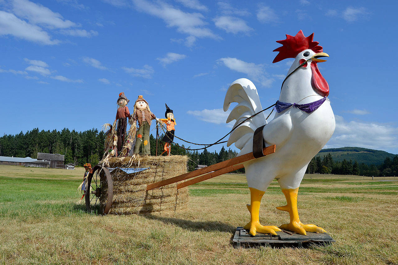 Coming in or out of Blyn, drivers should easily see the Bekkevar Family Farm’s rooster ride, an annual tradition on the farm where art goes up once hay is cut in July. (Matthew Nash/Olympic Peninsula News Group)