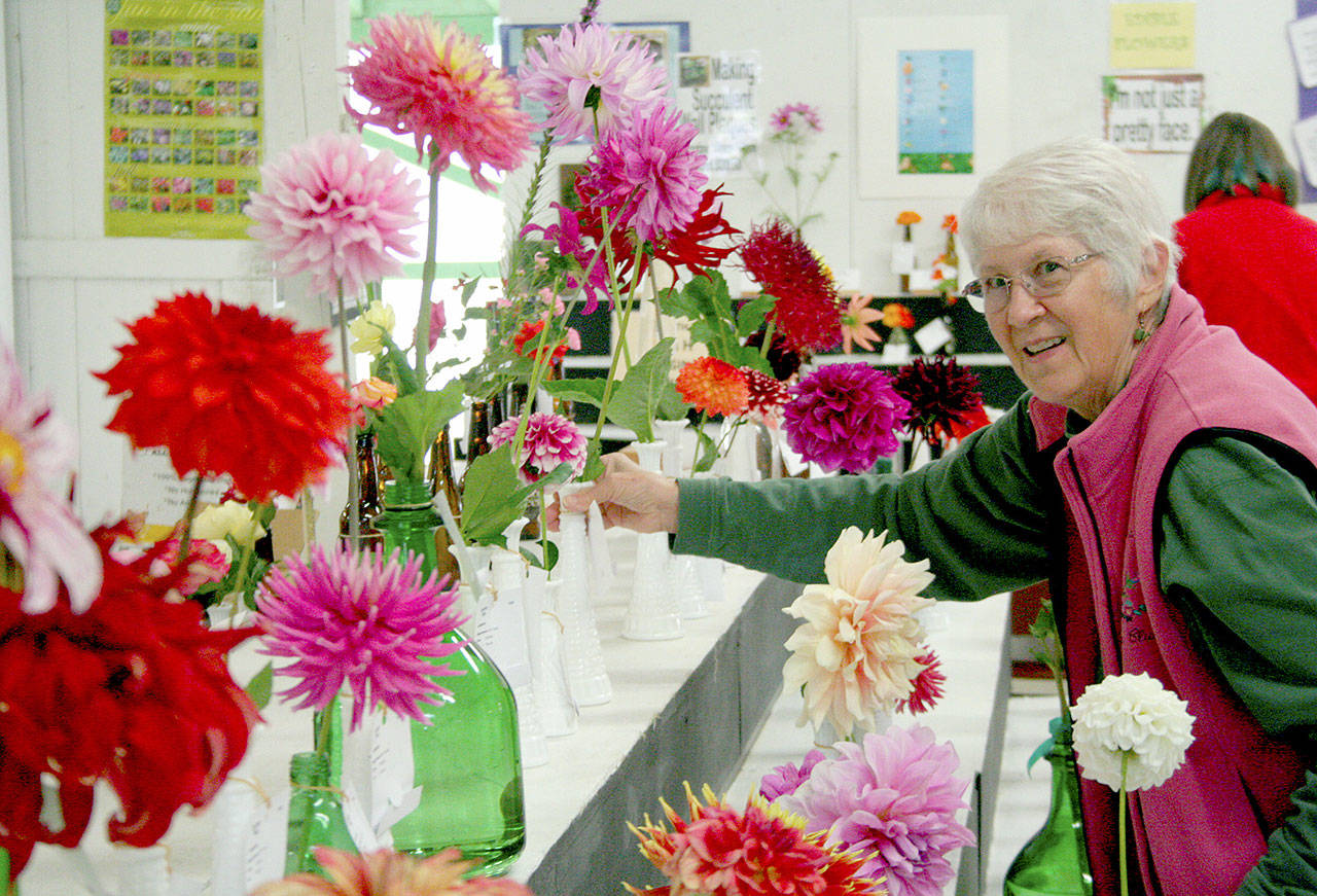 Kathy Ryan of Port Townsend installs the floral arrangements inside the horticulture building Thursday afternoon at the Jefferson County Fairgrounds. The fair begins today and runs through Sunday at 4907 Landes St. in Port Townsend. (Brian McLean/Peninsula Daily News)