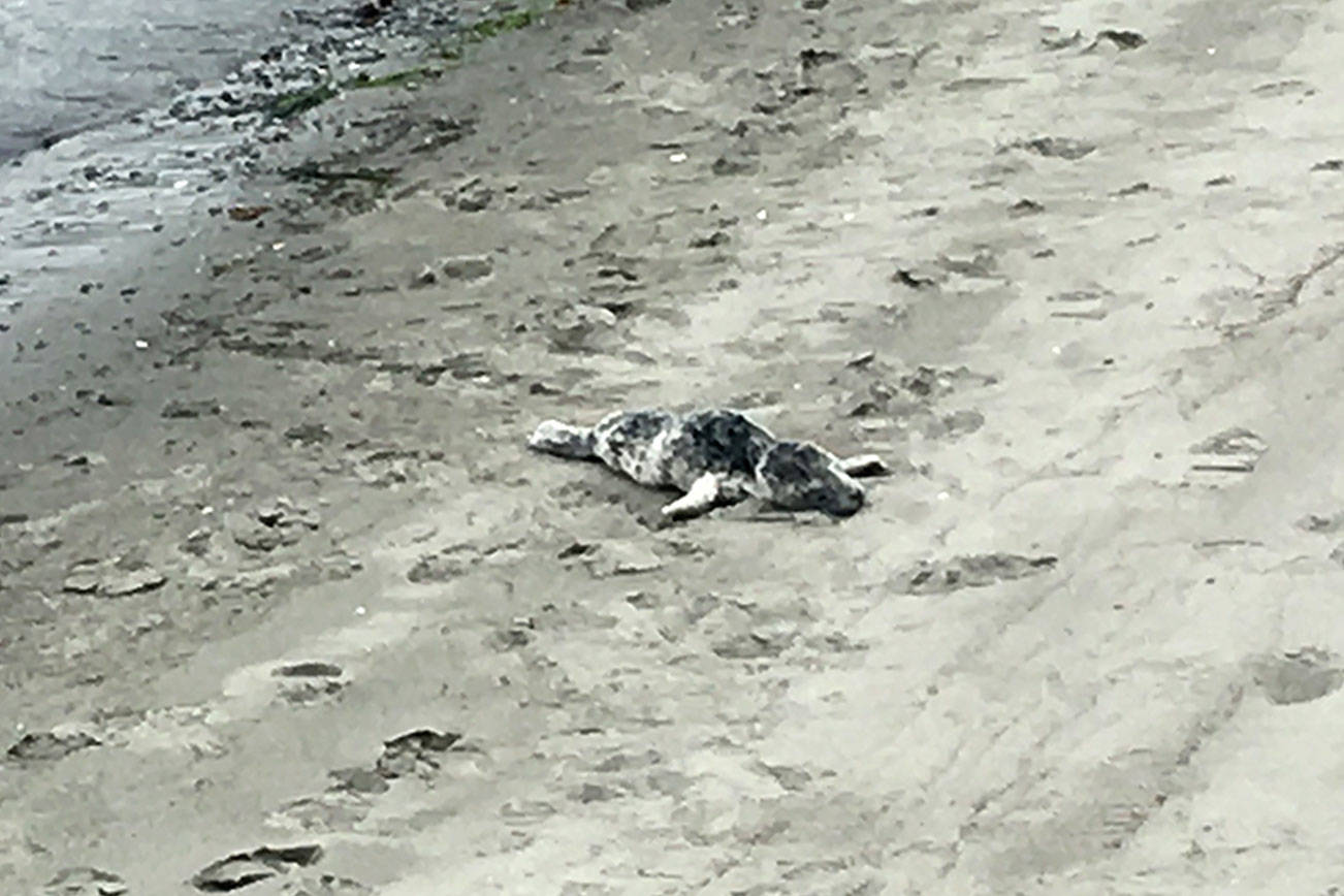 Thin harbor seal pup cordoned off on Hollywood Beach