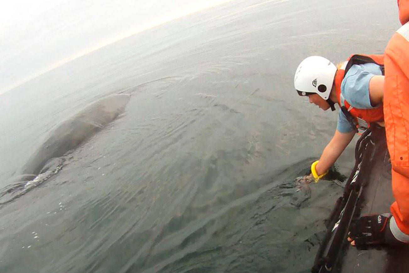 Entangled humpback whale freed near Tatoosh Island