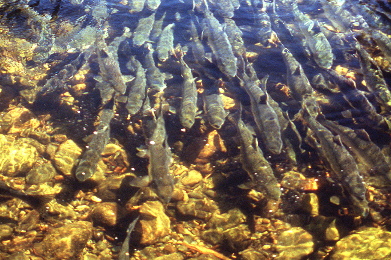 Pink salmon numbers might threaten other North Pacific species