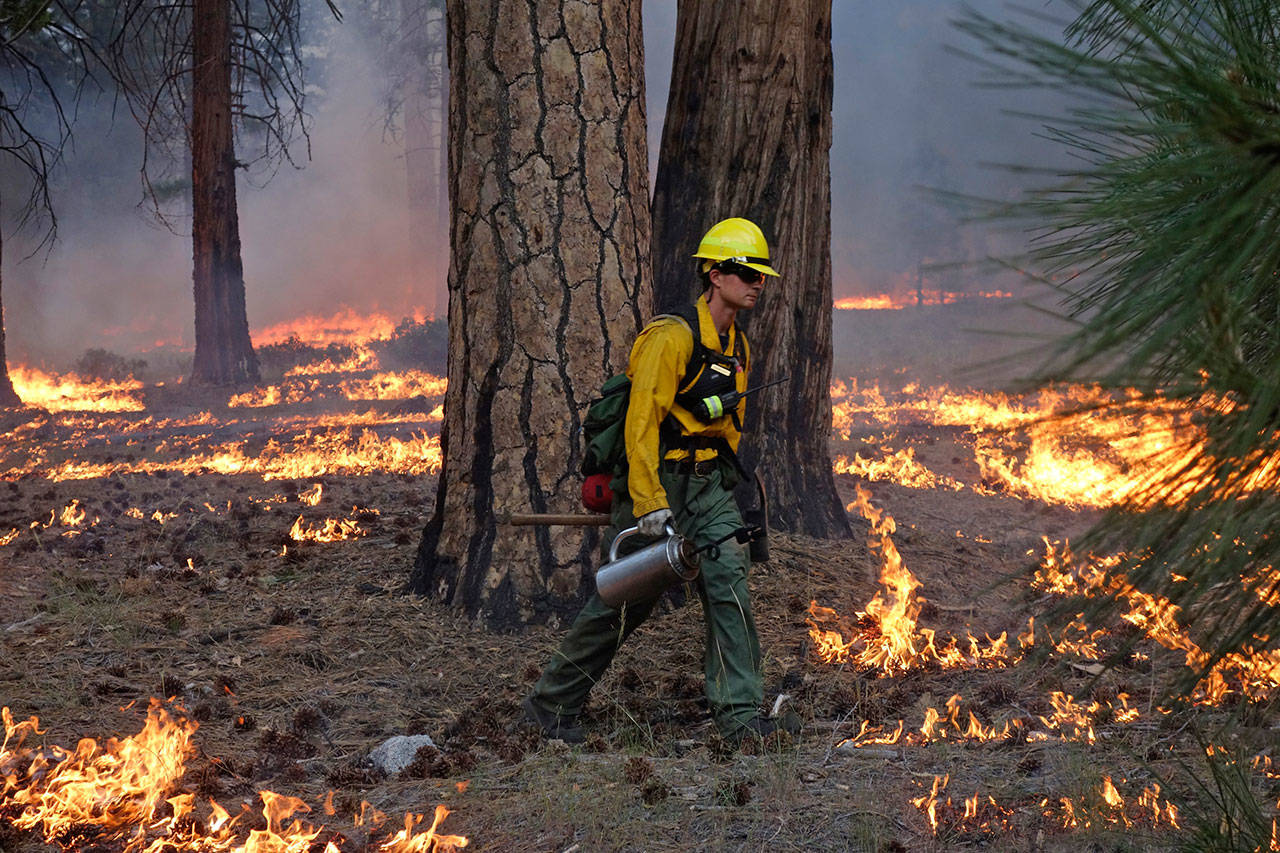 Firefighter Andrew Pettit walks among the flames during a prescribed fire June 11 in Cedar Grove at Kings Canyon National Park, Calif. (Brian Melley/The Associated Press)