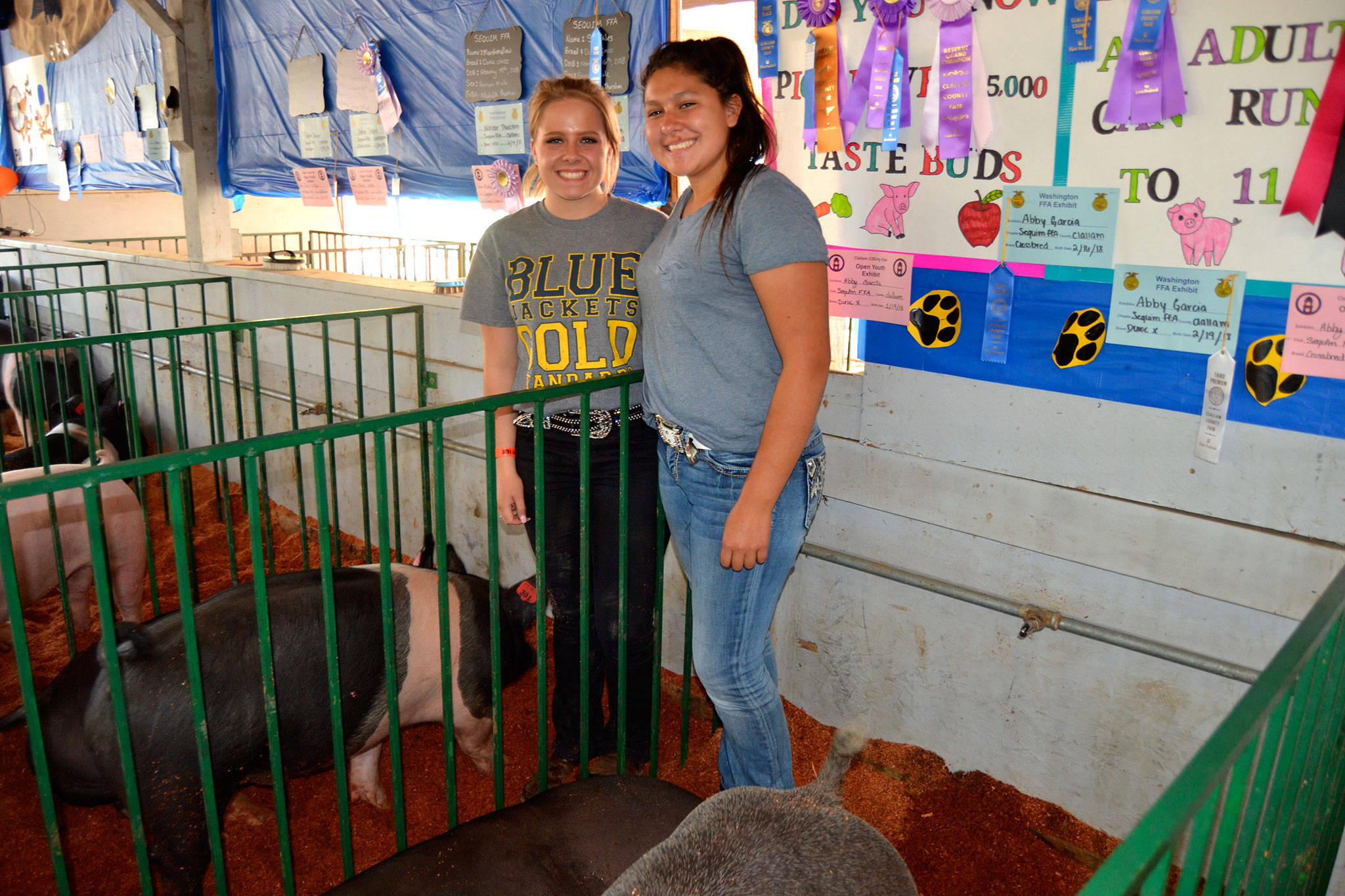 Friends Natalie Thurston, 18, and Abby Garcia, 15, of Sequim FFA stand with their award-winning pigs Sprinkles and Marshmallow (Natalie) and Snoop and Martha (Abby) at the 2018 Clallam County Fair. It was Abby’s first year selling pigs and Natalie’s second; both sold a pig at the Junior Livestock Auction. (Matthew Nash/Olympic Peninsula News Group file)