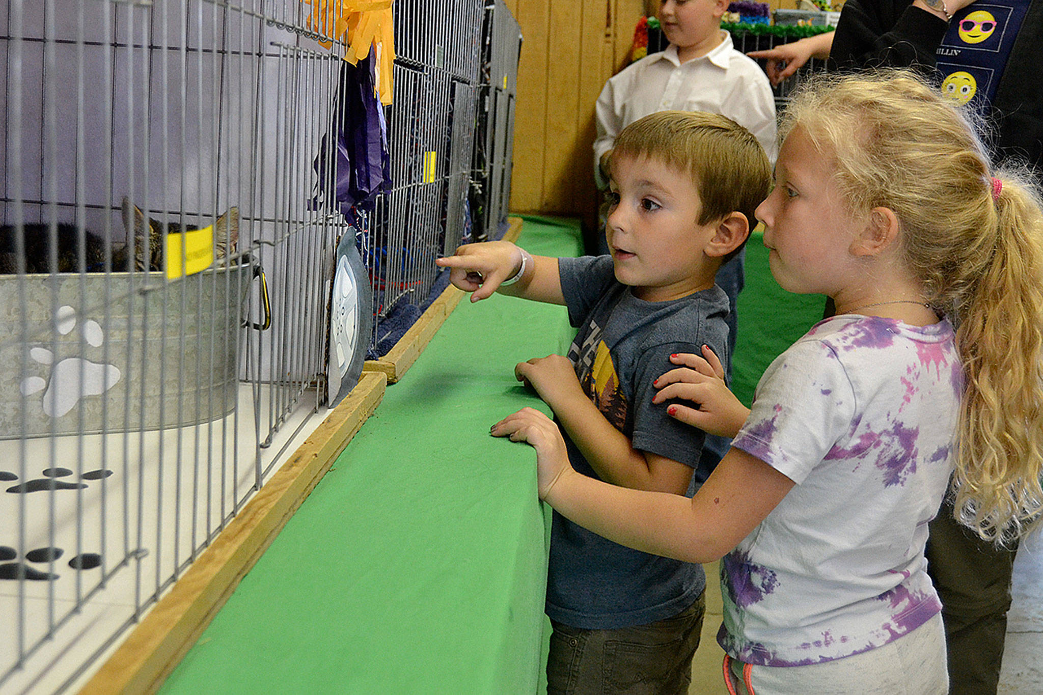 Cousins Jackson Melnick of Port Angeles and Joelle Cochran of Sequim walk cage to cage looking at cats in the Cat Barn at the 2018 Clallam County Fair. (Matthew Nash/Olympic Peninsula News Group file)