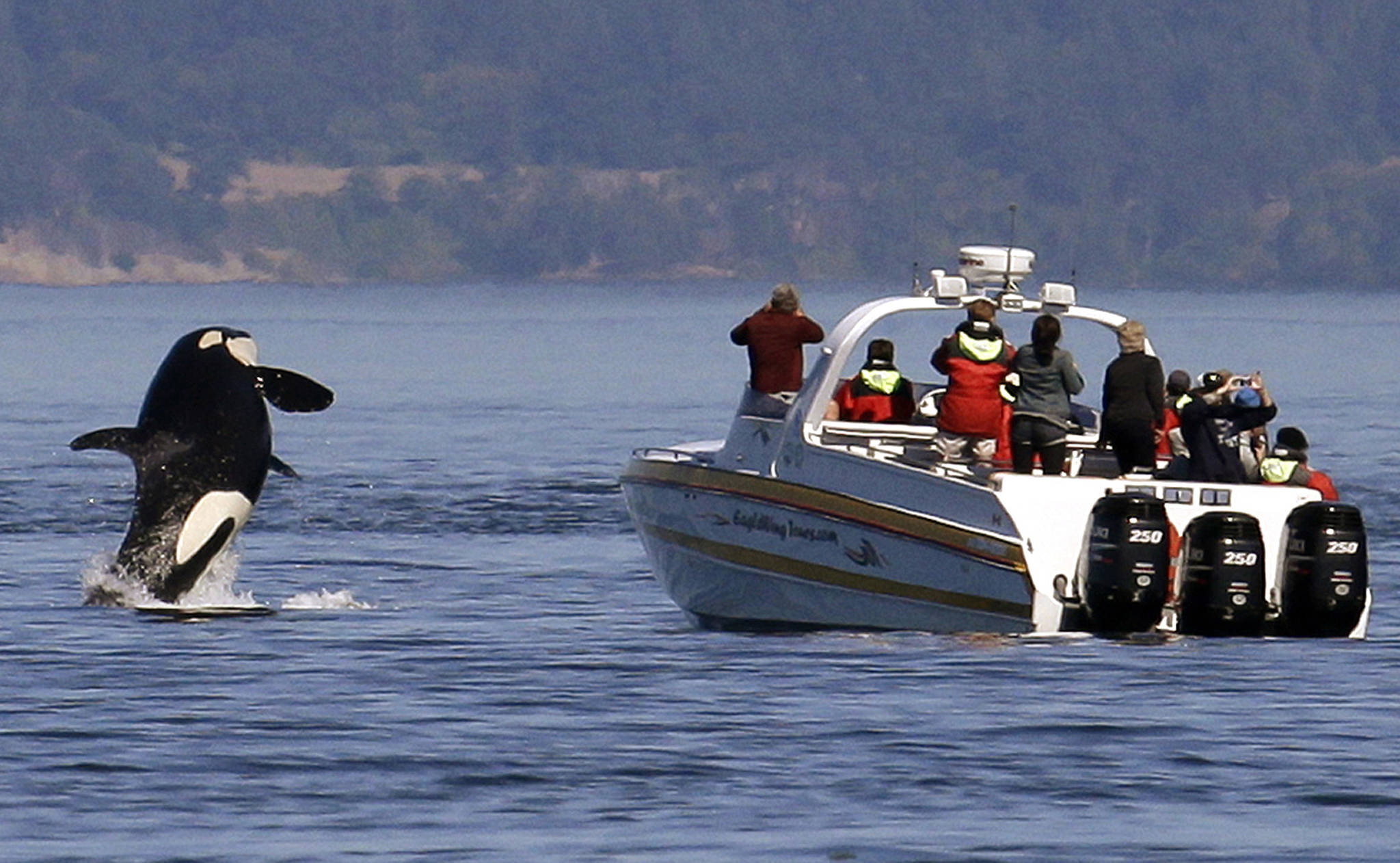 New lawsuit seeks protection zone for Northwest orcas