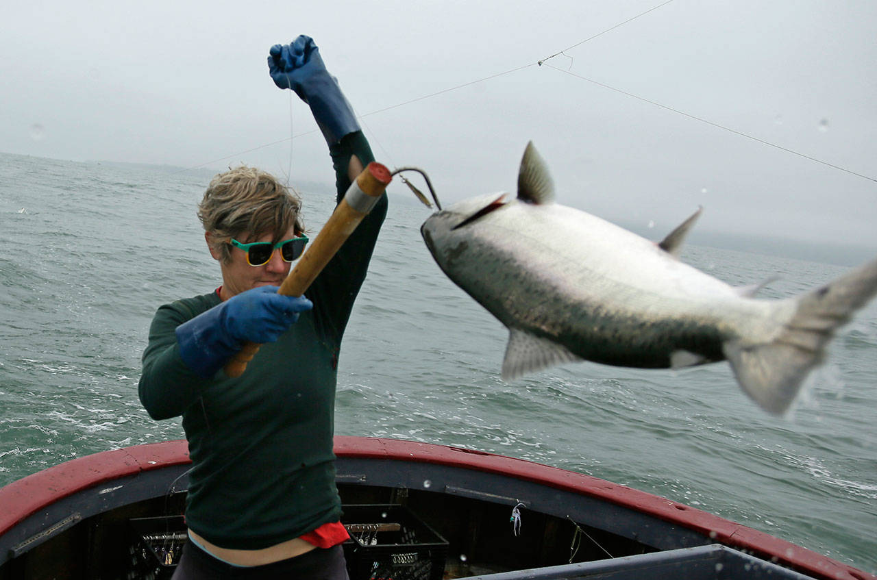 King salmon rebounds in California