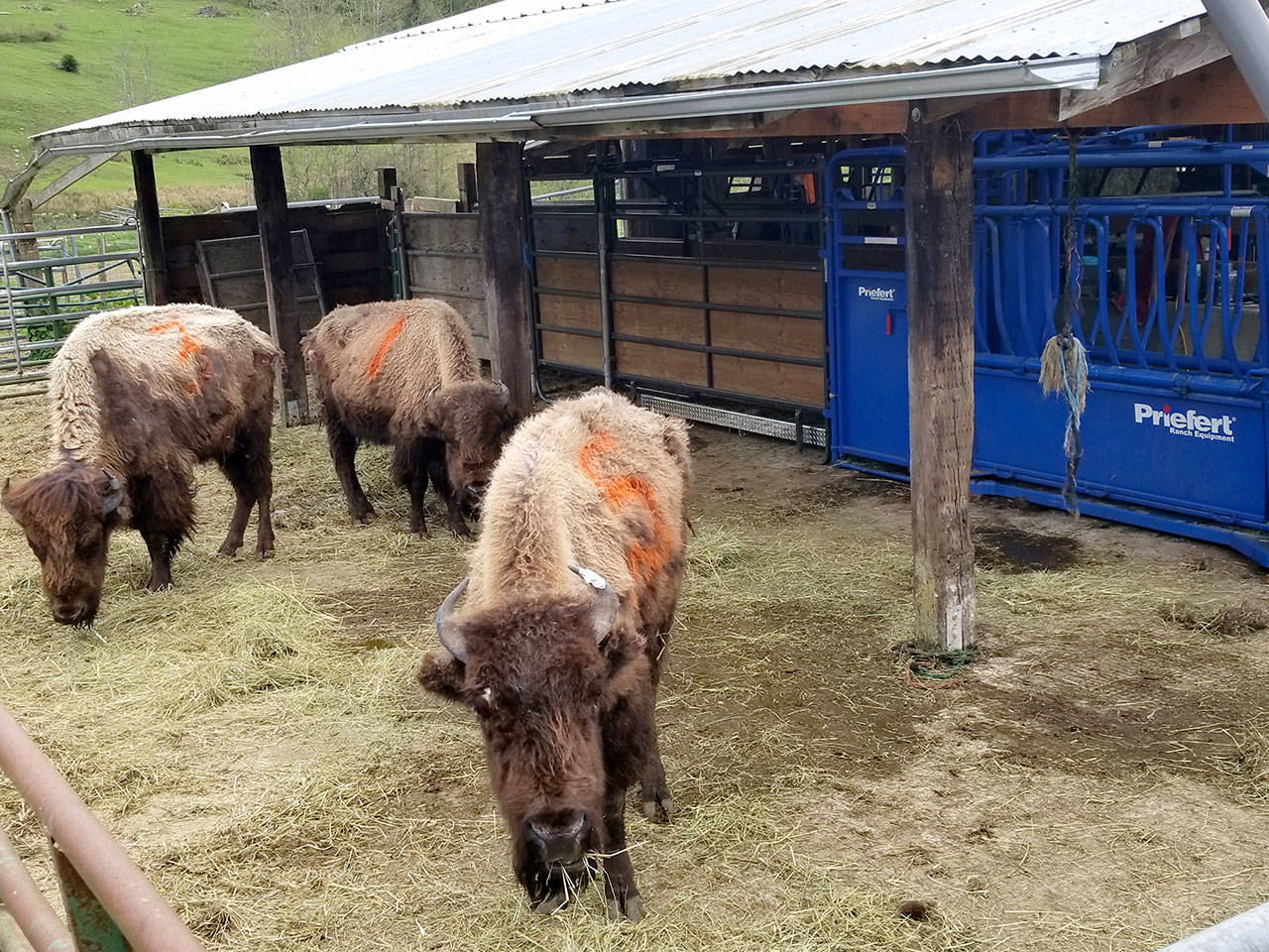 A group of bison that was removed from a Chimacum-area property. (Center Valley Animal Rescue)