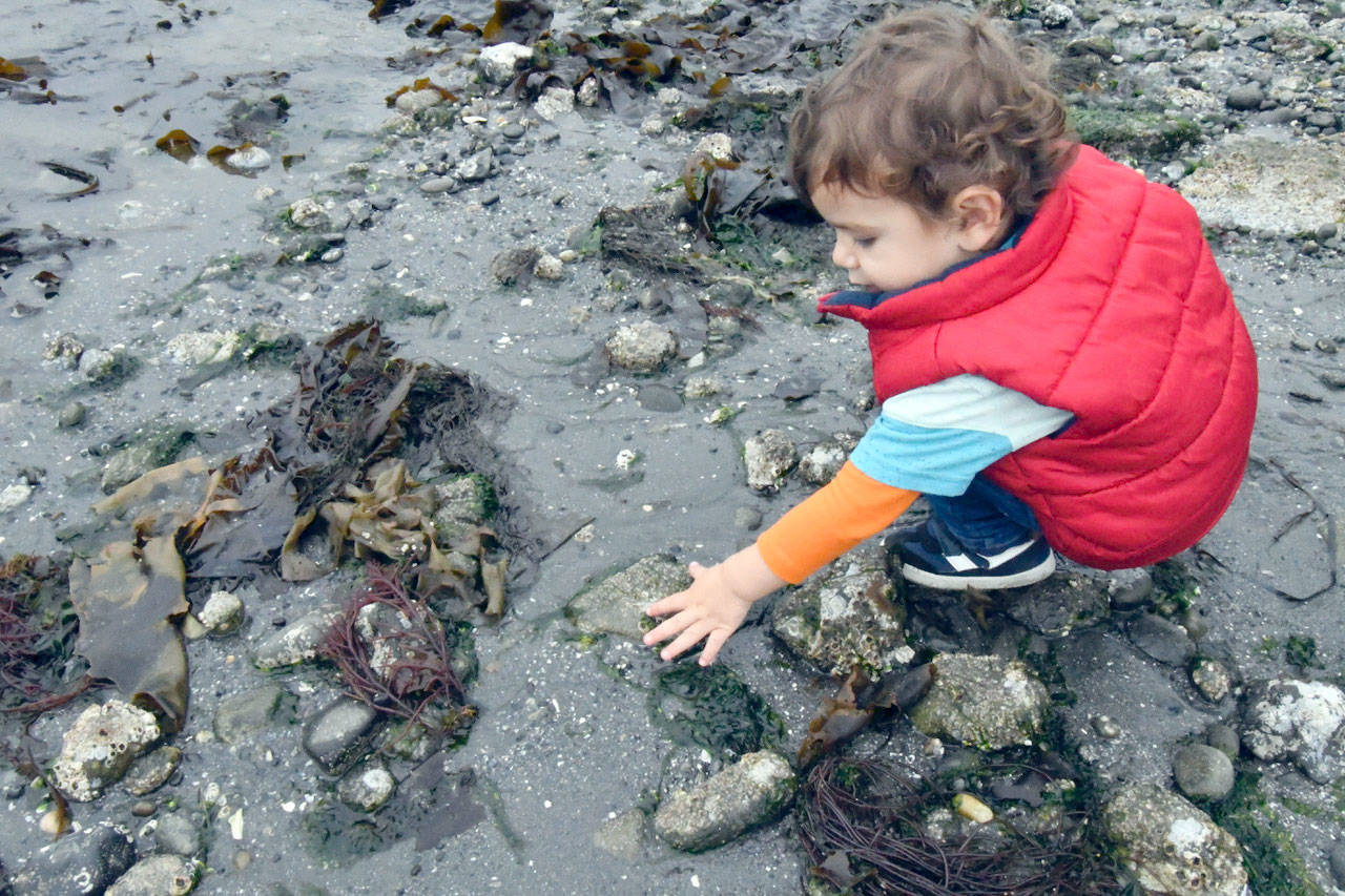 The Port Townsend Marine Science Center will guide a low-tide beach walk from 10 a.m. to noon Saturday. (Peninsula Daily News file)