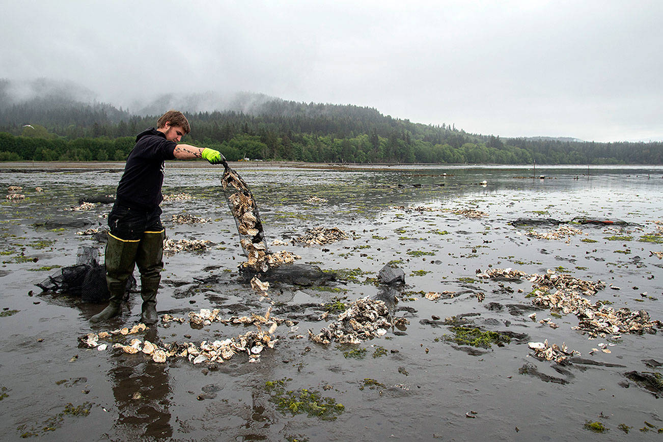 Jamestown S’Klallam Tribe aids Olympia oysters in Sequim Bay