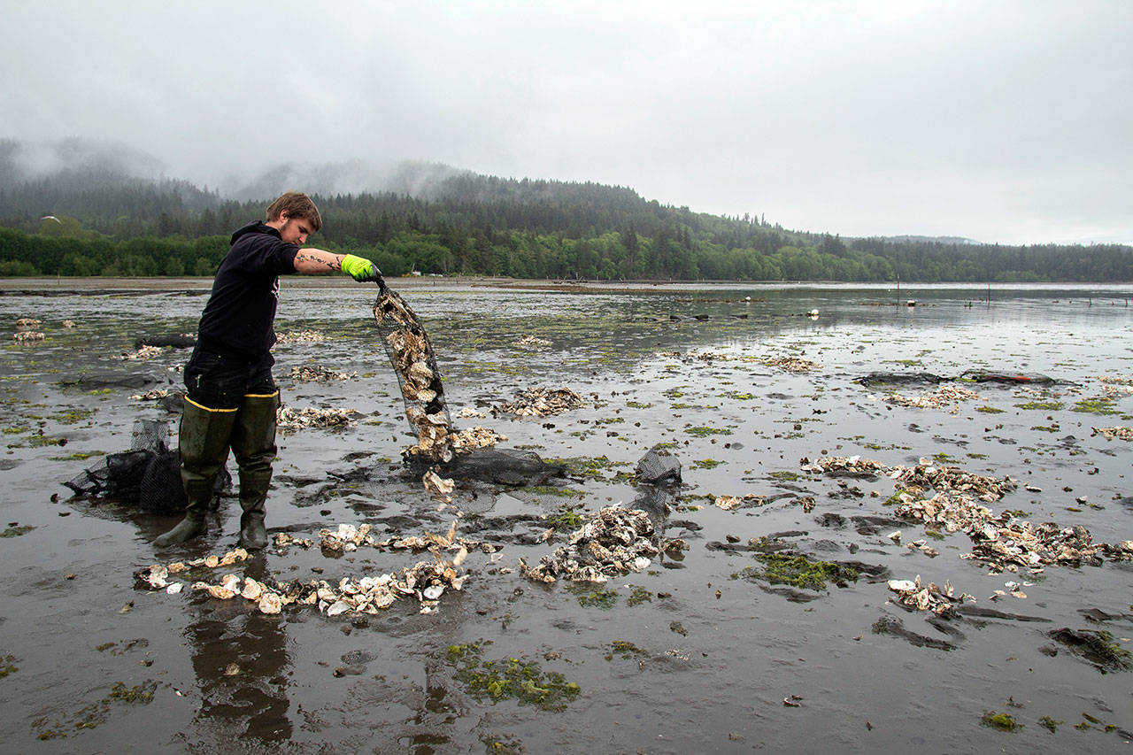 Jarrett Burns, Jamestown S’Klallam Tribe natural resources technician, spreads Pacific oyster shells on Sequim Bay tidelands to improve the habitat for the Olympia oyster population. (Tiffany Royal/Northwest Treaty Tribes Magazine)